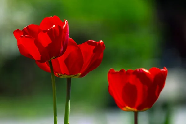 Blooming Red Tulip Flowers Beautiful Floral Nature Background Spring Season — Stock Photo, Image