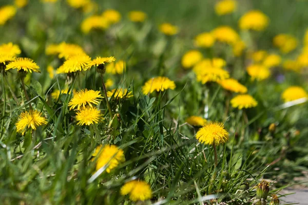 Gele Paardebloem Bloemen Tussen Groen Gras Landelijke Tuin Omgeving Mooie — Stockfoto
