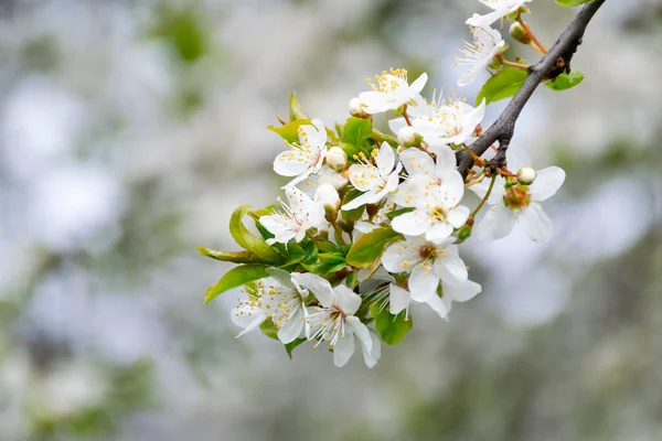Blossom Season Background White Flowers Branch Spring Beautiful Tree Garden — Stock Photo, Image