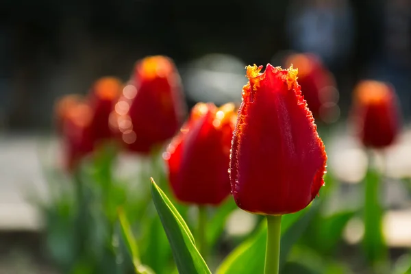 Bloeiende Rode Tulp Bloemen Tuin Plant Ochtend Dauw Mooie Bloemenseizoen — Stockfoto