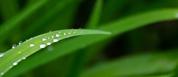 Dugg Drypper Gresset Grønt Miljø Med Tettere Bakgrunn Våte Planter – stockfoto