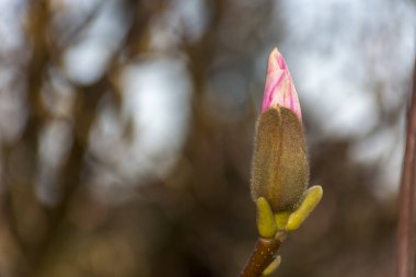 Güzel manolya ağacı baharda çiçek açar. Parlak ışıkta dalın üzerinde taze pembe bir çiçek. Bir bahçenin doğal yumuşak bokeh arka planı