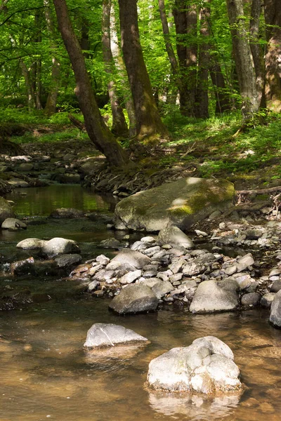 Water Stream Forest Brook Flows Rocks Trees Green Nature Scenery — 图库照片