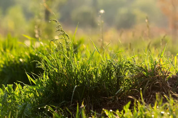 Rocío Prado Herboso Entorno Verde Primer Plano Húmedo Aire Libre — Foto de Stock