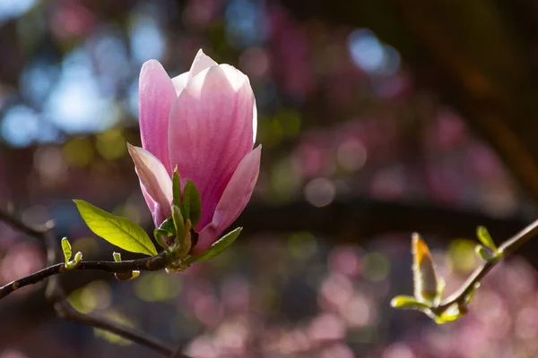 Różowy Kwiat Magnolii Wiosną Piękny Kwiat Gałęzi Jasnym Świetle Naturalne — Zdjęcie stockowe