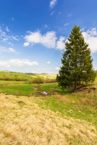 丘の上にスプルースの木 晴れた日の春の田園風景 雲と青い空 — ストック写真
