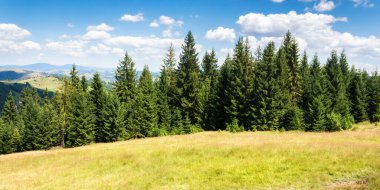 Çimenli tepedeki kozalaklı orman. Yazın güzel Karpat Dağları manzarası. Gökyüzünde kabarık bulutlarla güneşli bir hava