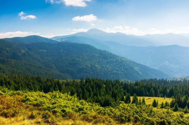 Yazın Karpatlar 'ın dağ manzarası. Ormanlık tepeler ve sabah vakti çimenli çayırlar. Kornohora tepesi ve Hoverla tepesi uzakta. Ukrayna 'nın popüler seyahat yeri. Gökyüzündeki bulutlar