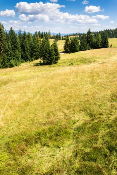 在长满青草的山上的针叶林 夏天美丽的喀尔巴阡山脉风景 阳光灿烂 天空中乌云密布 — 图库照片