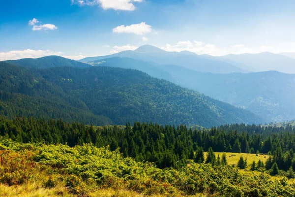 Paisaje Montañoso Los Cárpatos Verano Colinas Boscosas Prados Herbosos Luz —  Fotos de Stock