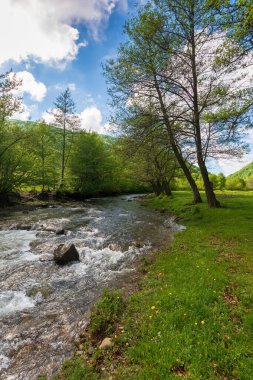 Küçük dağ nehri vadiden akar. Sabah ışığında güzel doğa manzarası. Çimenli sahildeki ağaçlar. Uzakta çayır var. Baharda sıcak güneşli hava