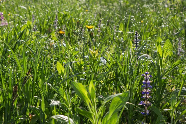 露珠落在花园里的草地上 绿色环境特写 室外潮湿的植物 晨曦清新的自然背景 — 图库照片