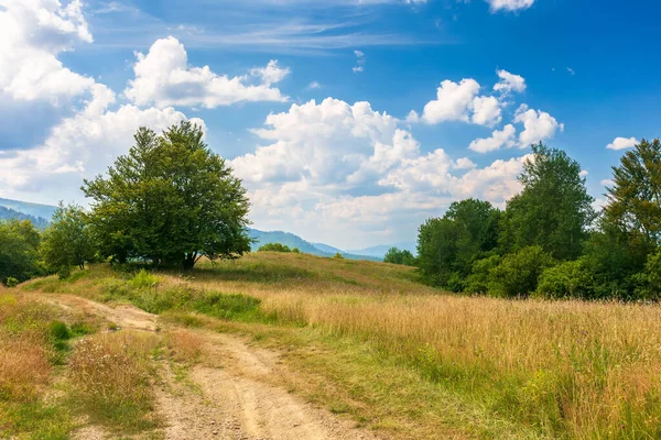 Beautiful Countryside Transcarpathia Sunny Afternoon Scenic Summer Landscape Mountains Grassy — Stock Photo, Image