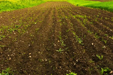 Kırsal alanda tarıma elverişli. İlkbaharda güzel bir dağ manzarası. Sıcak güneşli hava