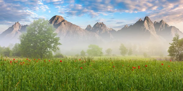 Poppy Field Foggy Morning Composite Nature Scenery Peaks High Tatra — Stockfoto