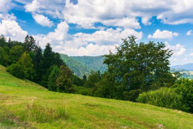 Dağlardaki çimenli tepedeki ağaçlar. Karpatların güzel kırsal yaz manzarası. Uzakta kırsal vadi var. Gökyüzünde kabarık bulutlarla güneşli bir hava