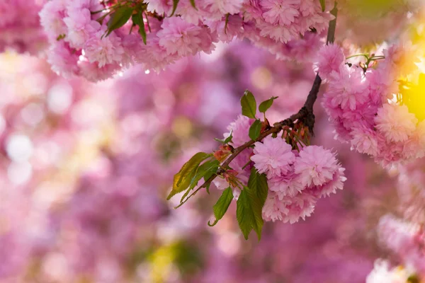 Bahar Mevsiminde Japon Kiraz Çiçekleri Güzel Pembe Çiçekler Bahçedeki Çiçekli — Stok fotoğraf