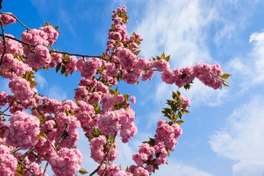 Bahar mevsiminde pembe kiraz çiçeği. Japon ağaçlarının dalları gökyüzüne uzanıyor. Bahçede çiçeklerle dolu güzel bir arka plan.