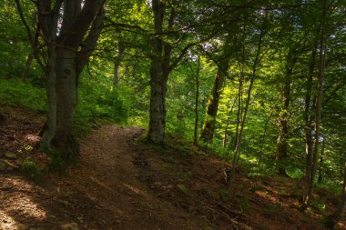 Kayın ağaçlarının arasında yol. Güzel yaz doğası geçmişi. Yeşil manzara konsepti. Güneşli bir günde benekli ışıkta yolculuk manzarası
