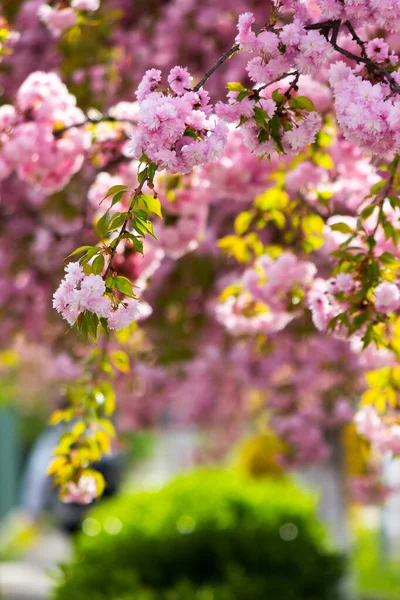 Рожеві Квіти Сакури Навесні Романтичний Квітковий Фон Природи — стокове фото
