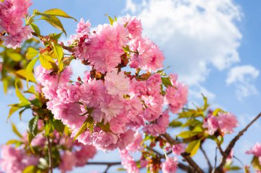 Nisan ayında sakura çiçeği. Mavi gökyüzünün altında pembe çiçekli ağaç dalları. İlkbahar bahçesinde çiçeklerle dolu güzel bir arka plan