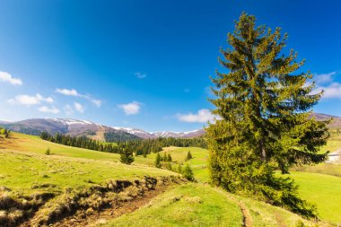 İlkbaharda Karpatlar kırsalında. Çimenli çayırdaki ağaç. Borzhava sırtının eteklerindeki tepelerde kar kaplı tepeli orman. Güneşli bir sabahta güzel bir kırsal alan.