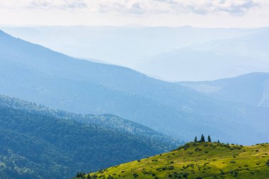 Tepedeki çam ağaçları. Yazın çok güzel bir doğa geçmişi vardır. Kornogora sırtı uzakta. Sabah ışığında güzel yeşil manzara.