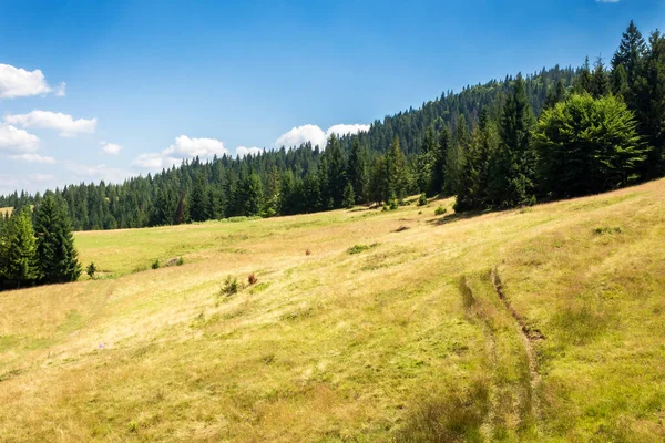 Jehličnatý Les Travnatém Kopci Krásná Karpatská Horská Krajina Létě Slunečné — Stock fotografie