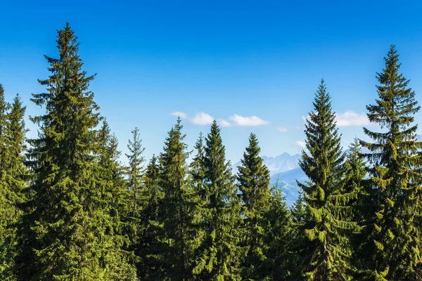 Abete Rosso Una Giornata Sole Paesaggio Panoramico Estivo Parco Naturale — Foto Stock