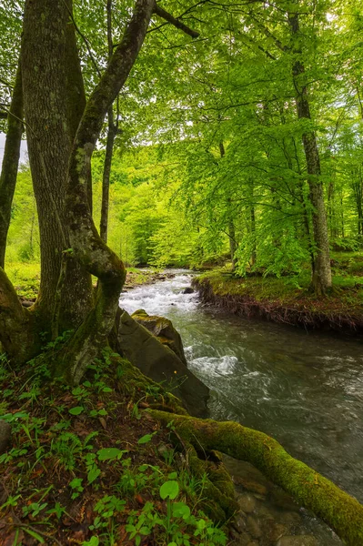 Waldfluss Frühling Das Sich Windende Wasser Fließt Entlang Des Felsigen — Stockfoto