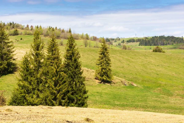 Fichten Auf Den Grünen Hügeln Frühling Ländliche Landschaft Morgenlicht — Stockfoto