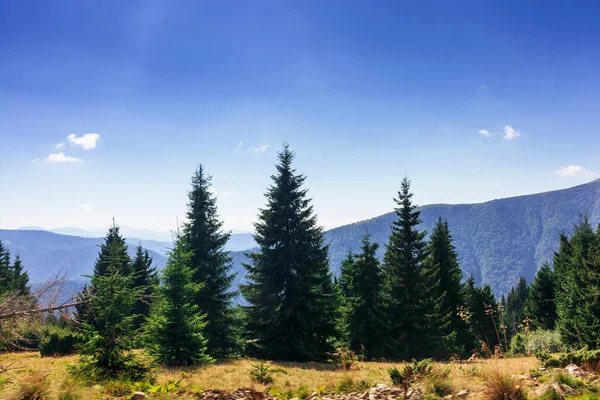 Paisaje Montañoso Los Carpatos Una Tarde Verano Hilera Abetos Prado —  Fotos de Stock