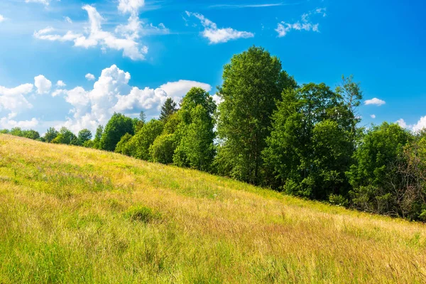 Drzewa Trawiastej Łące Popołudniowym Świetle Piękny Letni Krajobraz Wiejskich Pastwisk — Zdjęcie stockowe