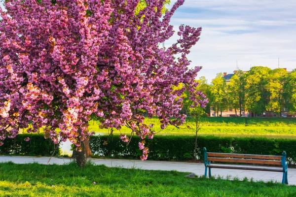 Bench Blossoming Sakura Tree Beautiful Cityscape Early Morning Spring Kyiv — Stock Photo, Image