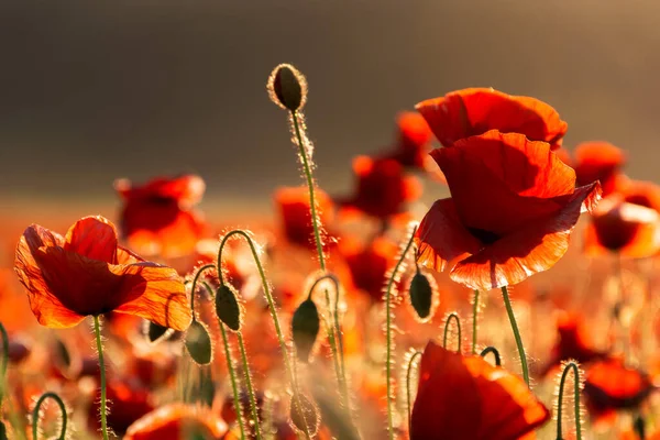 Mák Zöld Mezőn Naplementekor Gyönyörű Vidéki Háttér Vörös Virágok Virágzó — Stock Fotó