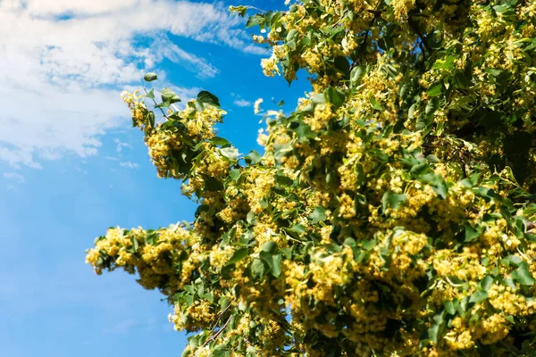 Linden Bloeit Jun Prachtige Natuur Achtergrond Een Zonnige Dag Takken — Stockfoto