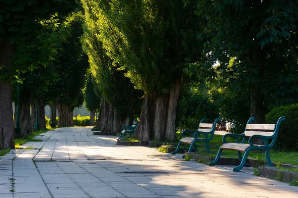 日出时的栗子小巷 乌日戈罗德美丽的堤岸 晨光中的树木 老式长椅沿著人行道 乌克兰受欢迎的旅游目的地 — 图库照片