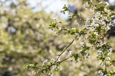 Bahar mevsiminde beyaz çiçek açar. Bahçedeki dalda çiçekler var. güzel doğa arkaplanı