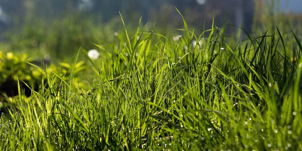 Krople Rosy Trawę Środowisku Naturalnym Mokre Zielone Rośliny Zewnątrz Wiosna — Zdjęcie stockowe