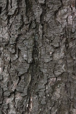 Kavak ağacı kabuğunun dokusu. Yakın plan doğa arkaplanı