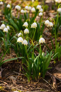 Beyaz kar taneleri çiçek açıyor. Taze çiçek doğası geçmişi. Ormanda bahar yeşili mevsimi