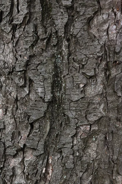 Textura Una Corteza Álamo Primer Plano Naturaleza Fondo — Foto de Stock