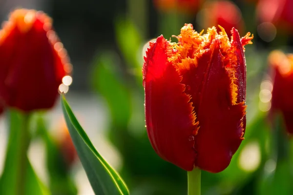 Bloeiende Rode Tulp Bloemen Tuin Plant Ochtend Dauw Mooie Bloemenseizoen — Stockfoto