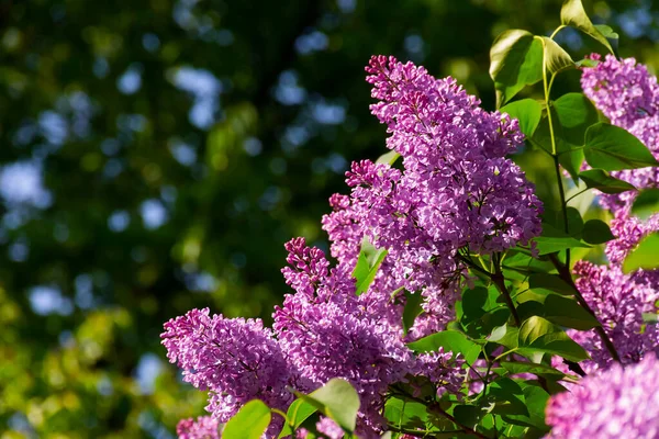 Lila Lila Växt Blom Vacker Grön Blommig Natur Bakgrund Våren — Stockfoto