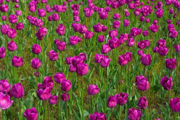 Een Bos Bloeiende Paarse Tulpenbloemen Mooie Bloemen Natuur Achtergrond Het — Stockfoto