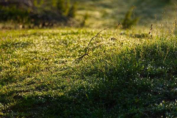 Frescura Hierba Húmeda Medio Ambiente Verde Natural Rocío Gotas Las — Foto de Stock