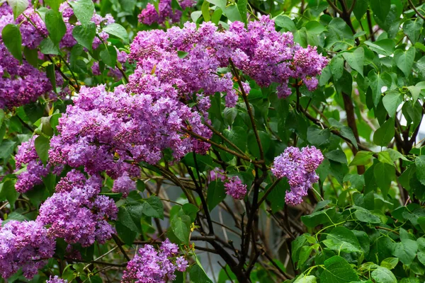 Fioletowy Kwiat Liliowy Gałąź Piękne Kwiaty Natura Tapety Zielonym Ogrodzie — Zdjęcie stockowe