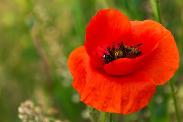 Perto Papoula Milho Vermelho Flor Florescente Fundo Bela Natureza — Fotografia de Stock