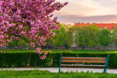 Gün doğumunda kiraz çiçeği açar. Uzh nehrinin kıyısındaki güzel şehir manzarası. Yürüme yolunun yanındaki eski bank.