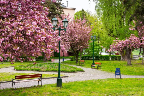 Promenadstig Vackra Sakuraträden Körsbärsblomma Vårsäsongen Tom Park Tidigt Morgonen — Stockfoto